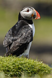 Image. Atlantic Puffin