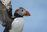 Image. Atlantic Puffin