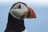 Image. Atlantic Puffin