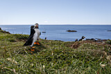 Image. Atlantic Puffin