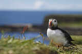 Image. Atlantic Puffin