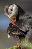 Image. Atlantic Puffin