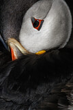Image. Atlantic Puffin