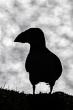 Image. Atlantic Puffin