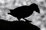 Image. Atlantic Puffin