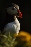 Image. Atlantic Puffin