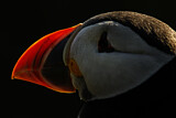 Image. Atlantic Puffin