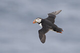 Image. Atlantic Puffin