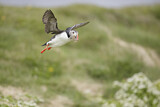 Image. Atlantic Puffin