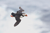 Image. Atlantic Puffin