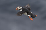 Image. Atlantic Puffin