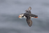 Image. Atlantic Puffin