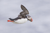 Image. Atlantic Puffin
