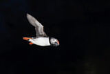 Image. Atlantic Puffin