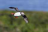 Image. Atlantic Puffin