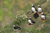 Image. Atlantic Puffin
