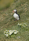 Image. Atlantic Puffin