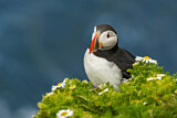 Image. Atlantic Puffin