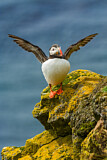 Image. Atlantic Puffin
