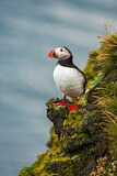 Image. Atlantic Puffin