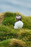 Image. Atlantic Puffin