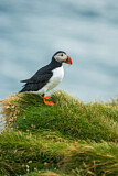 Image. Atlantic Puffin