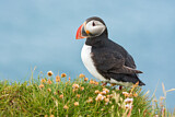 Image. Atlantic Puffin