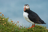 Image. Atlantic Puffin