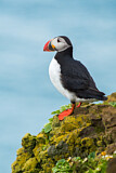 Image. Atlantic Puffin