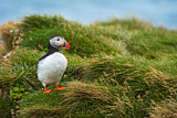 Image. Atlantic Puffin