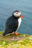Image. Atlantic Puffin