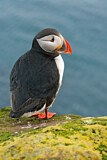 Image. Atlantic Puffin