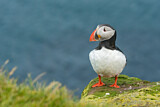 Image. Atlantic Puffin
