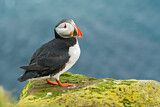 Image. Atlantic Puffin
