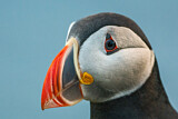 Image. Atlantic Puffin