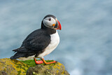 Image. Atlantic Puffin