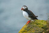 Image. Atlantic Puffin