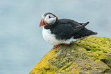 Image. Atlantic Puffin
