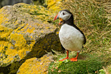 Image. Atlantic Puffin