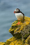 Image. Atlantic Puffin