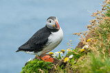 Image. Atlantic Puffin