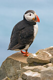 Image. Atlantic Puffin