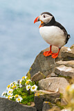 Image. Atlantic Puffin