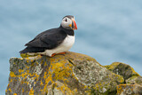 Image. Atlantic Puffin