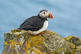 Image. Atlantic Puffin