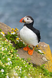 Image. Atlantic Puffin