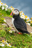 Image. Atlantic Puffin