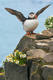Image. Atlantic Puffin