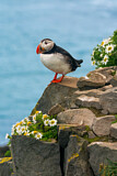 Image. Atlantic Puffin