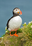 Image. Atlantic Puffin